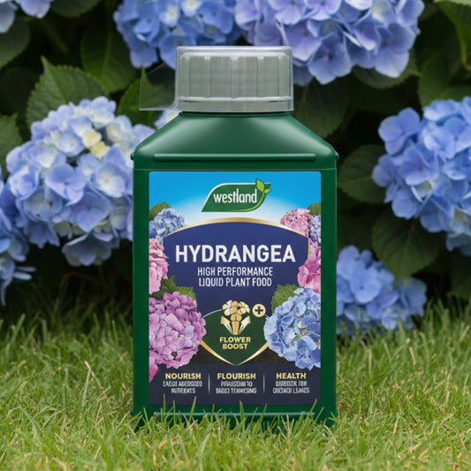 Westland Hydrangea High Performance Liquid Plant Food Concentrate 1L
