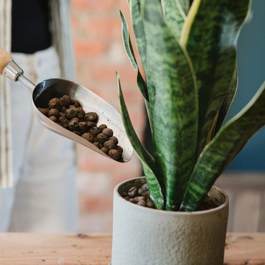 Westland Hydroleca Clay Granules 10L