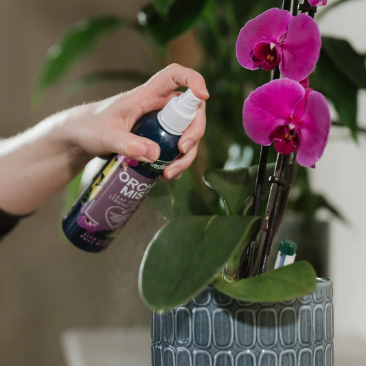 Westland Orchid Mist Spray 250ml