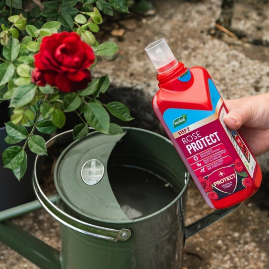Westland Rose 2 in 1 Feed and Protect 500ml
