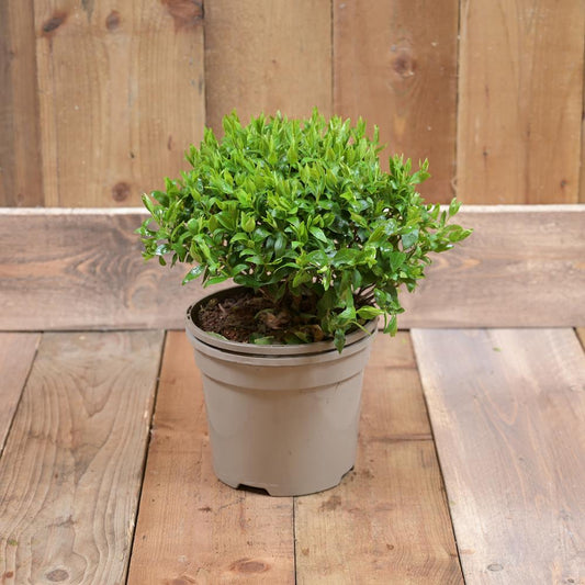 Abelia Grandifolia Sherwood 3L