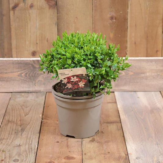 Abelia Grandifolia Sherwood 3L