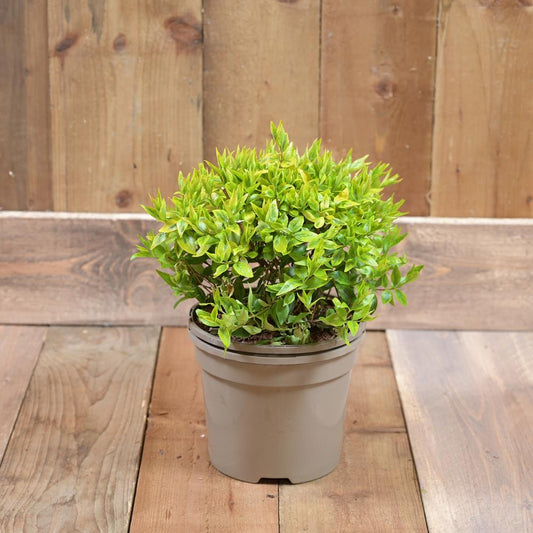 Abelia Kaliedescope 3L