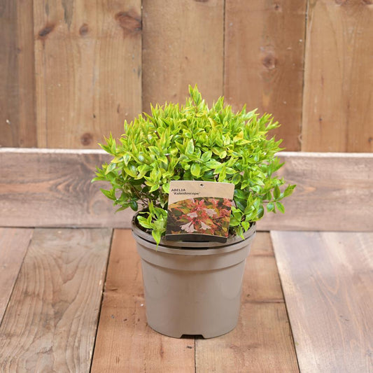 Abelia Kaliedescope 3L