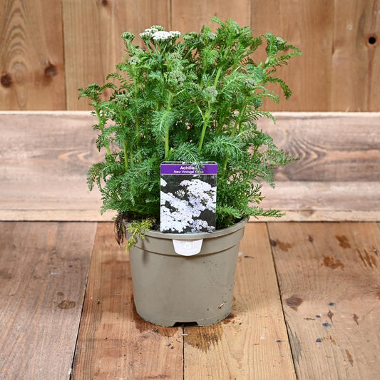 Achillea New Vintage White 3L