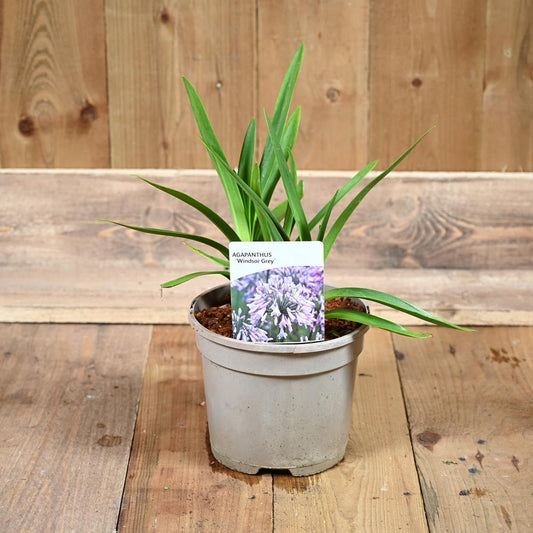 Agapanthus 'Windsor Grey' 3L