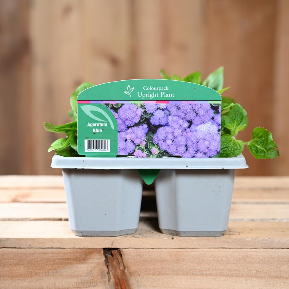 Ageratum Blue 6 Pack