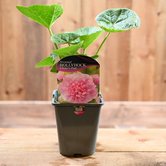 Alcea Rosea Chaters Double Pink (Hollyhock) 1L