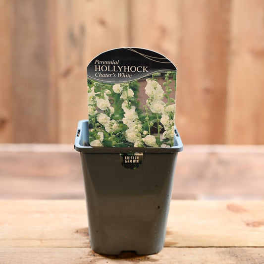 Alcea Rosea Chaters Double White (Hollyhock) 1L