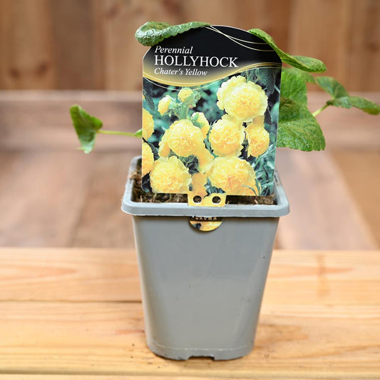 Alcea Rosea Chaters Double Yellow (Hollyhock) 1L
