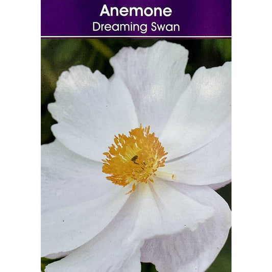Anemone Dreaming Swan 3L