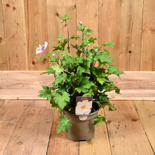 Anemone Dreaming Swan 3L