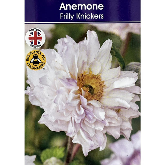 Anemone Frilly Knickers 3L