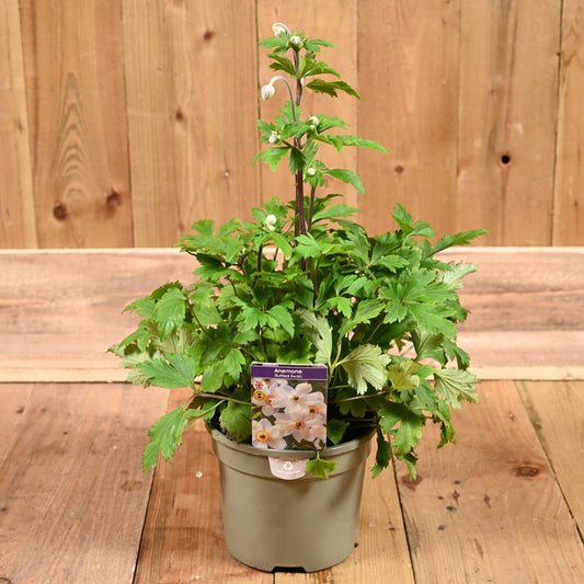 Anemone Ruffled Swan 3L
