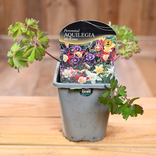 Aquilegia 'Mckana Hybrids' 1L
