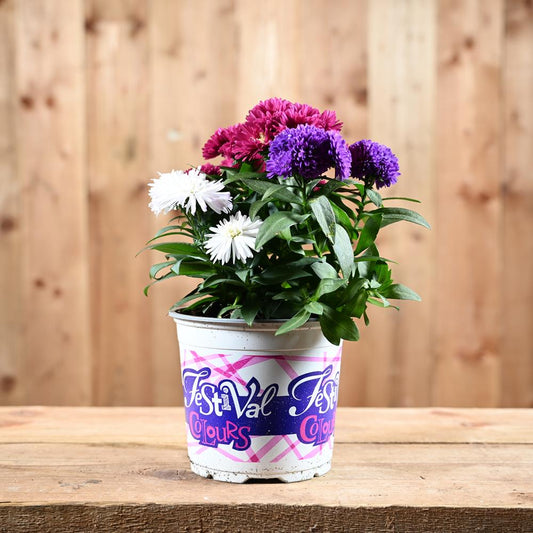 Aster Festival Carnival 12cm