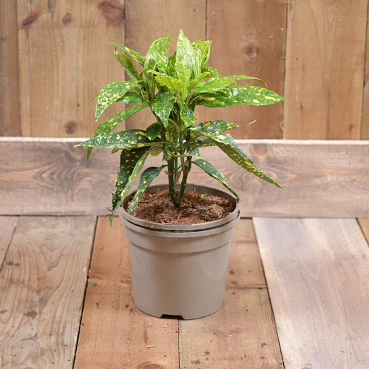 Aucuba Japonica  Crotonifolia 3L