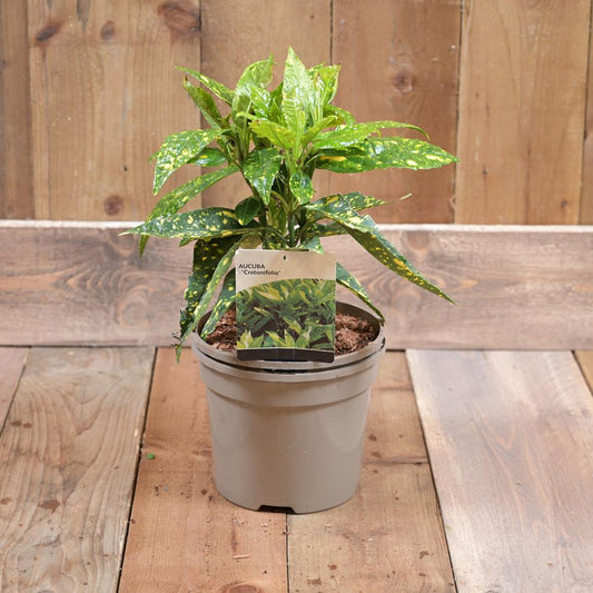 Aucuba Japonica  Crotonifolia 3L