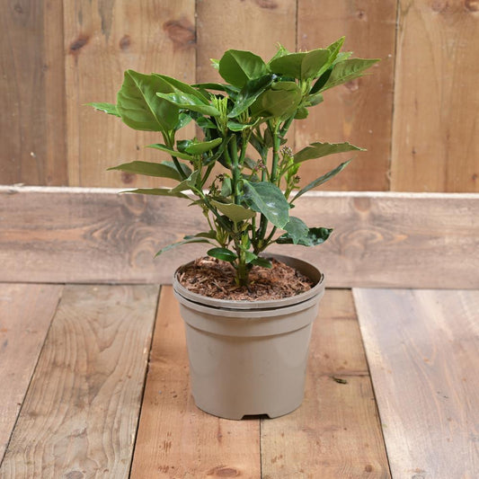 Aucuba Japonica  Rozannie 3L