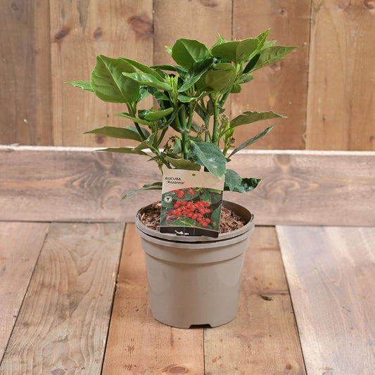 Aucuba Japonica  Rozannie 3L