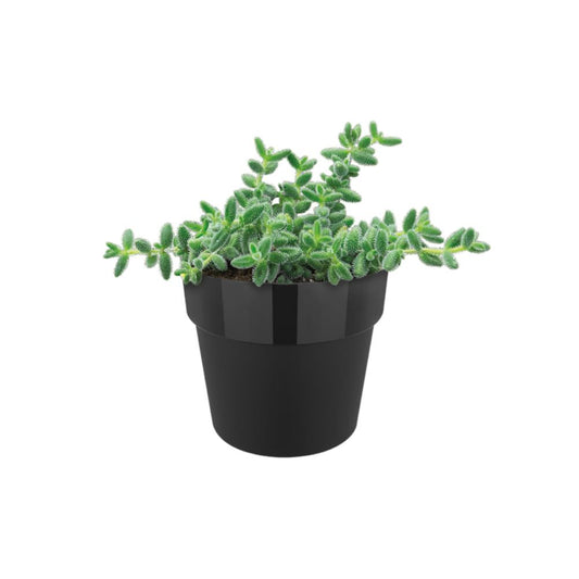 b original round mini 9cm living black
