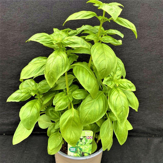 Basil Sweet - Ocimum Basilicum 1L