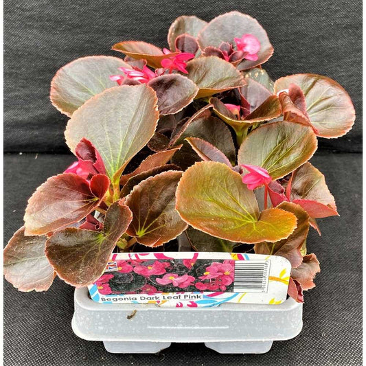 Begonia Dark Leaf Pink 6 Pack