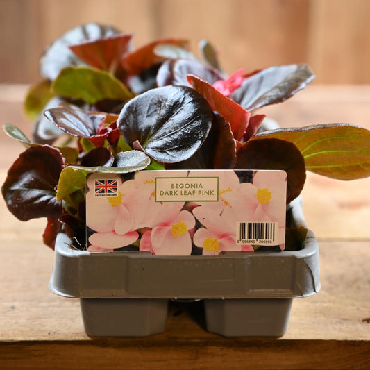 Begonia Dark Leaf Pink 6 Pack
