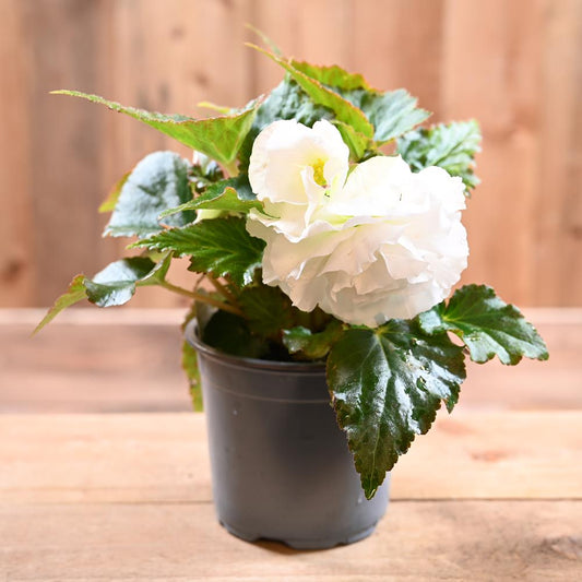 Begonia Non Stop 1L White
