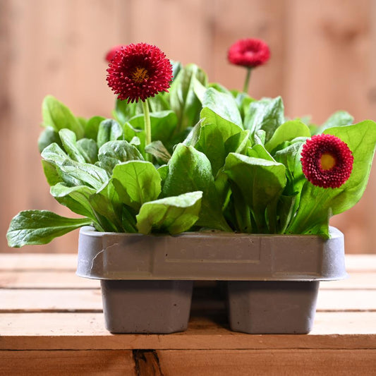 Bellis Red 6 Pack