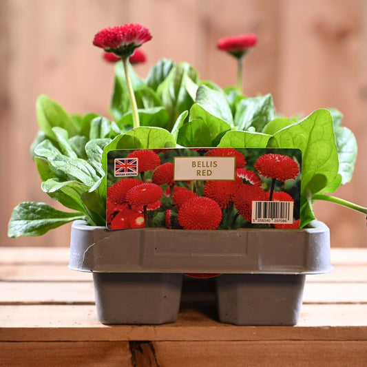 Bellis Red 6 Pack