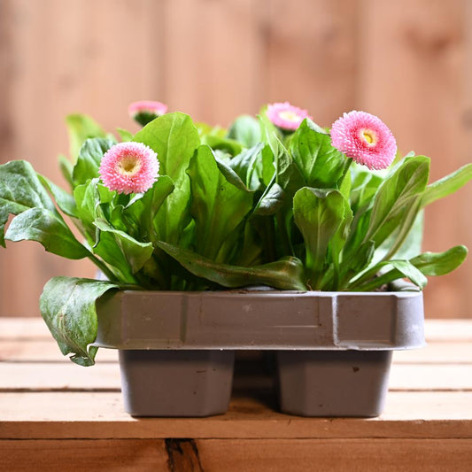 Bellis Rose 6 Pack