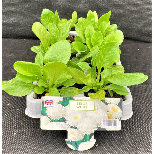 Bellis White 6 Pack