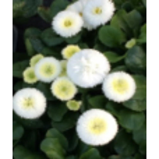 Bellis White 6 Pack