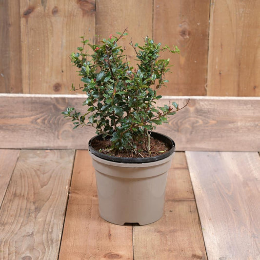 Berberis Darwinii 3L