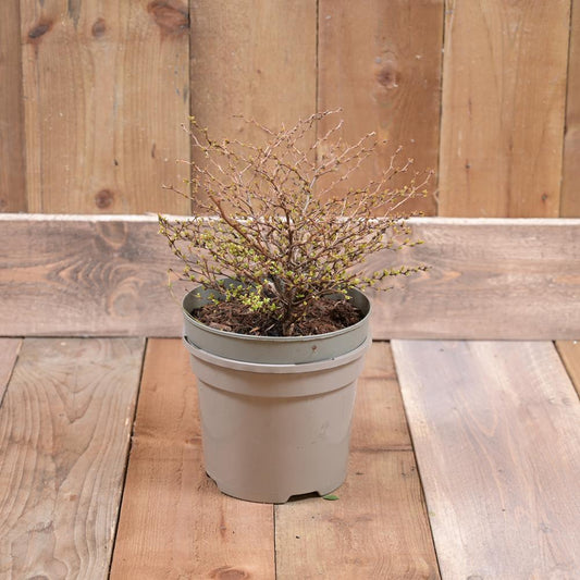 Berberis Golden Dream  3L