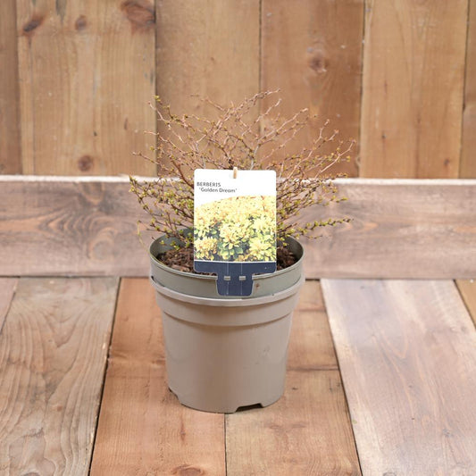 Berberis Golden Dream  3L