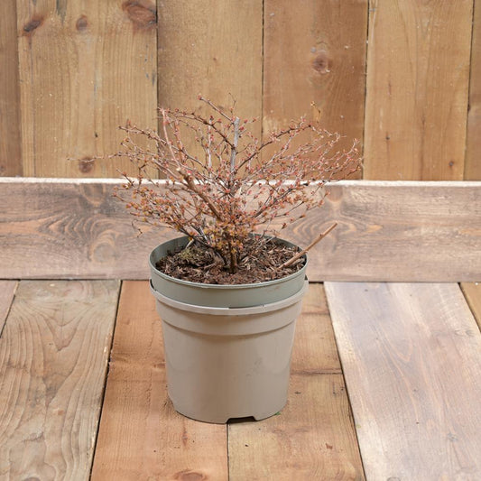 Berberis Orange Dream 3L