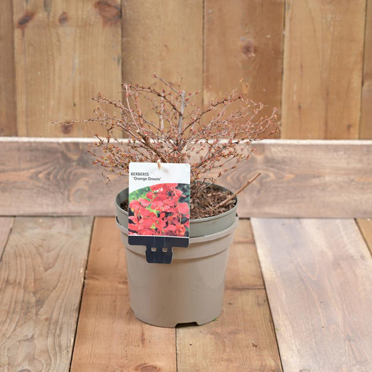 Berberis Orange Dream 3L