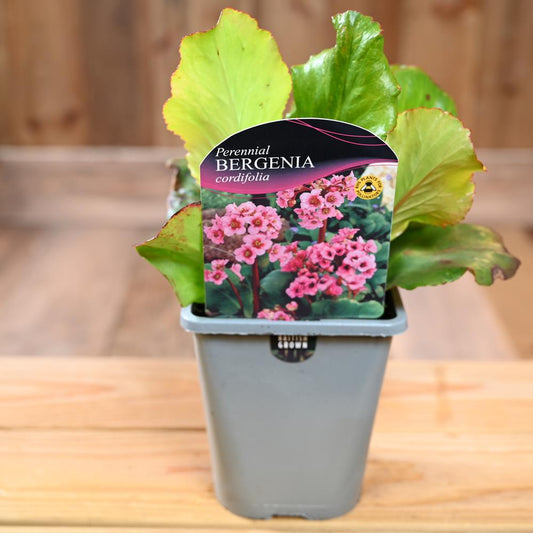 Bergenia Cordifolia 1L