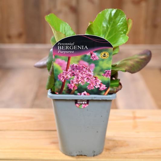 Bergenia Cordifolia Purpurea 1
