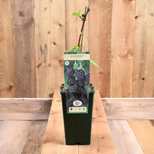 Blackberry Adrienne 3L