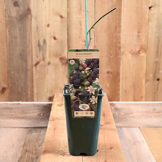 Blackberry Merton Thornless 3L