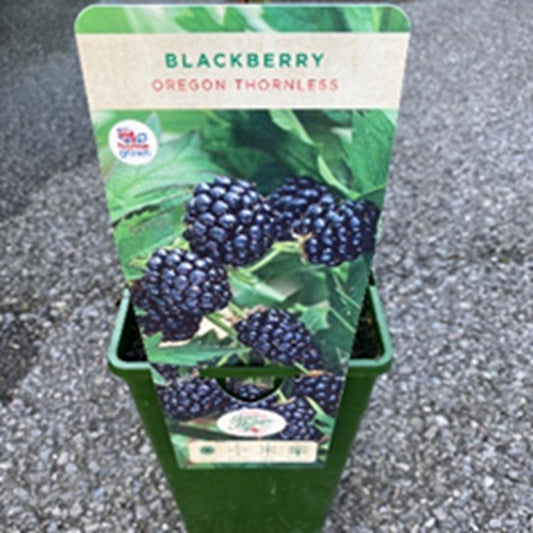 Blackberry Oregon Thornless 3L
