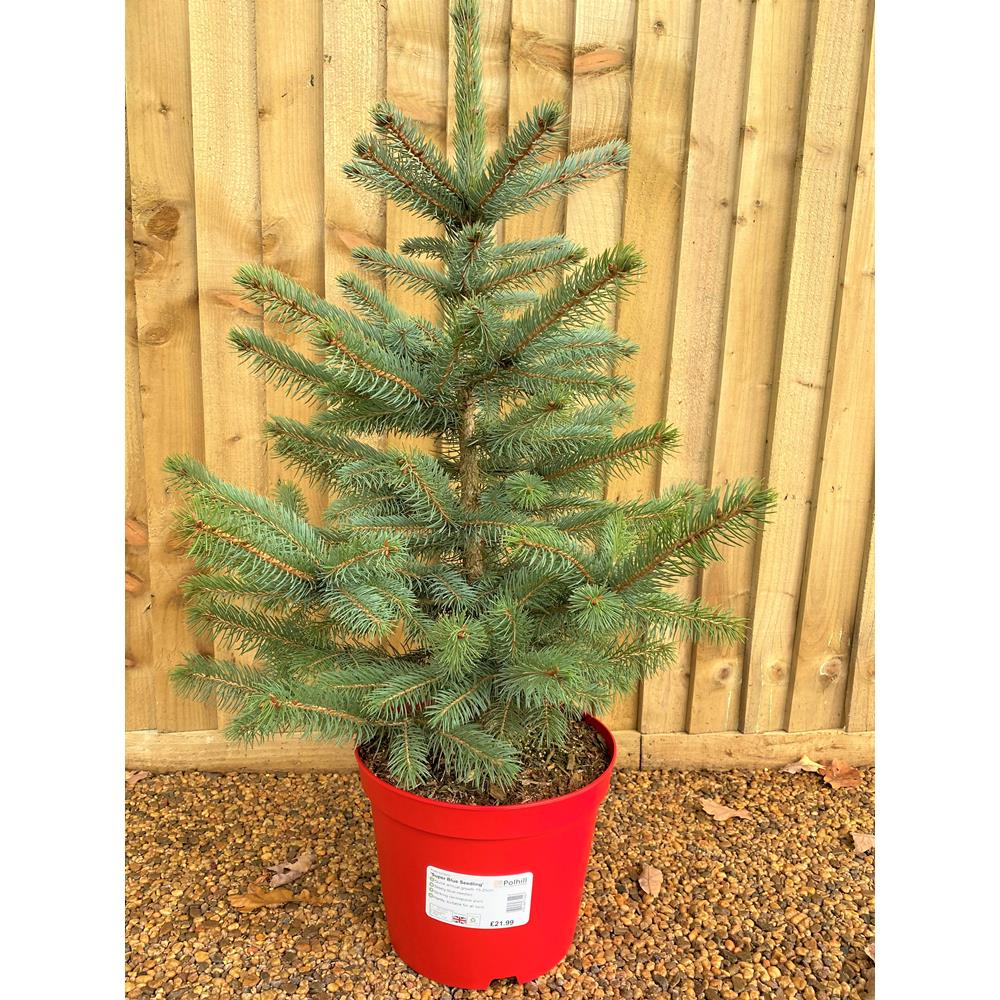 Blue Spruce Premium Pot Grown 60/80cm