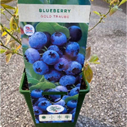 Blueberry Gold Traube 3L