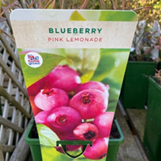 Blueberry Pink Lemonade 3L