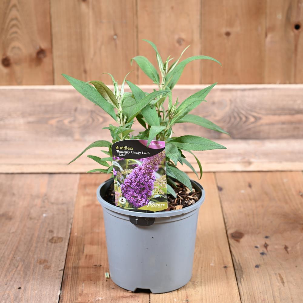 Buddleia Butterfly Candy Little Lila 3L