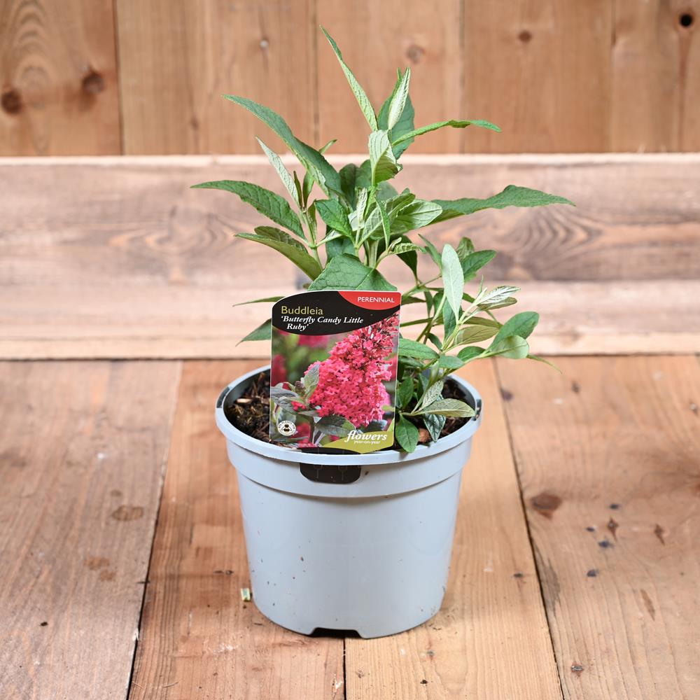 Buddleia Butterfly Candy Little Ruby 3L