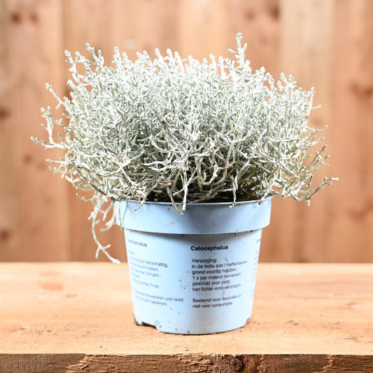 Calocephalus Leucophyta Brownii 12cm pot